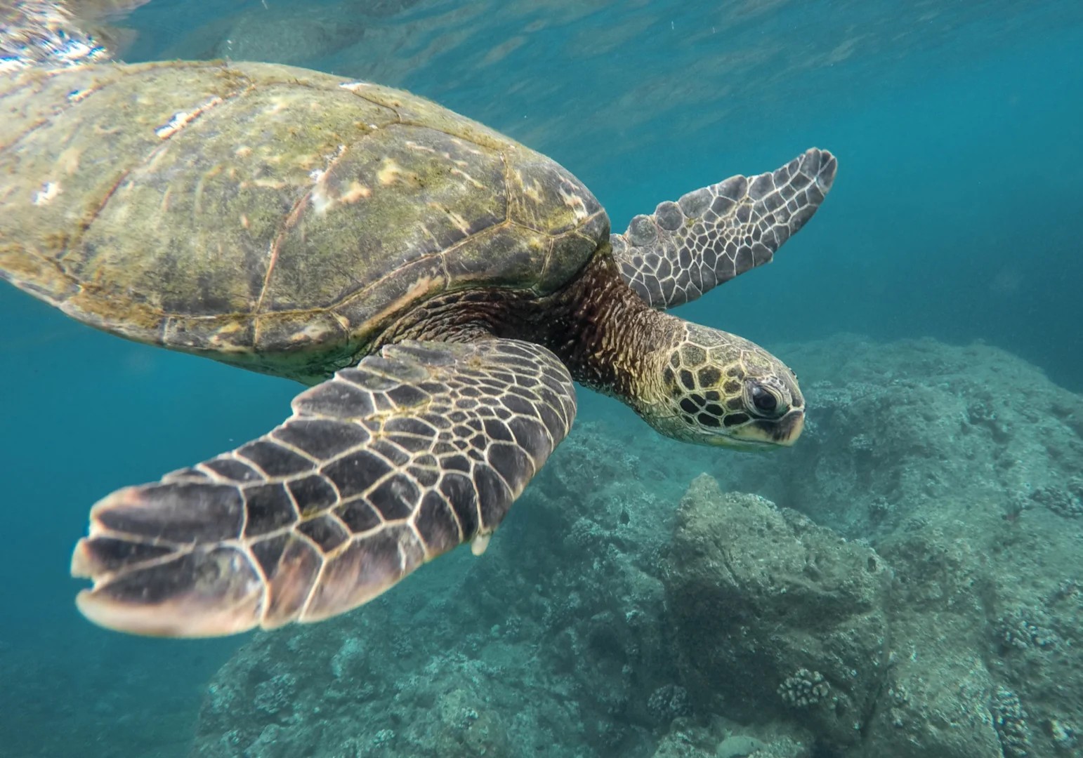 Sea Turtles Make History on California Beaches
