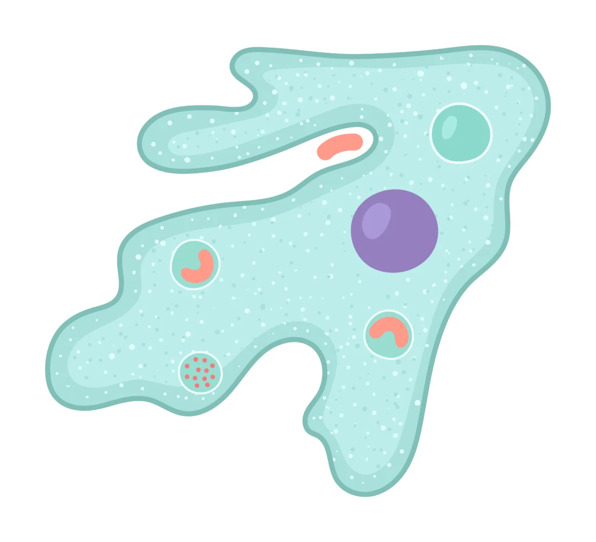 Scientists Find a “Fire Amoeba” That Lives in Very Hot Water
